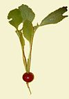 Red radish