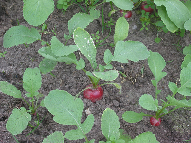 Image:Radijs planten (Raphanus sativus subsp. sativus).jpg