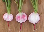 Cut-trough radishes; showing the difference between fresh and degraded radishes