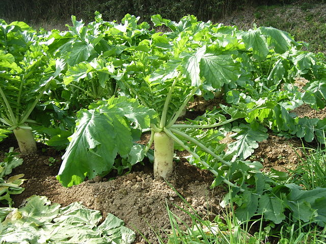 Image:Daikon.jpg