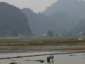 Rice farming in Ninh Binh Province