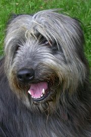 A healthy mixed-breed dog shows hybrid vigor.