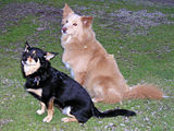 These littermates share an Australian Shepherd mother, although neither greatly resembles that breed.