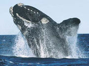 North Atlantic Right Whale breaching.