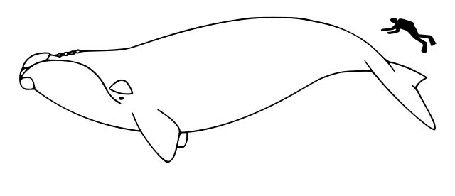 Image:Right whale size.svg