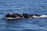 A Southern Right Whale in the breeding grounds at Peninsula Valdés in Patagonia