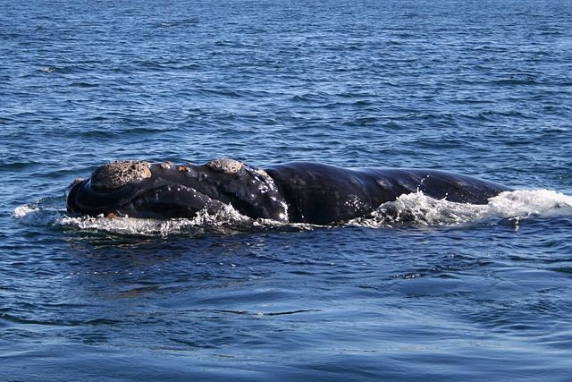 Image:Southern right whale6.jpg