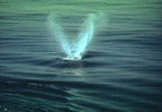 The distinctive V-shaped blow of a right whale.