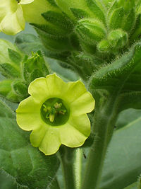 Tobacco flower, leaves, and buds
