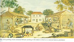 This 1670 painting shows enslaved Africans working in the tobacco sheds of a colonial tobacco plantation