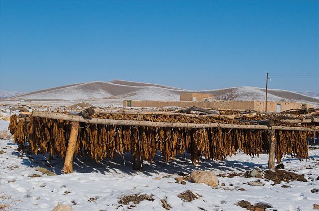 Image:Tobacco drying iran.jpg