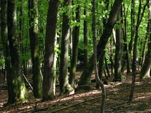 A deciduous forest in Slovenia