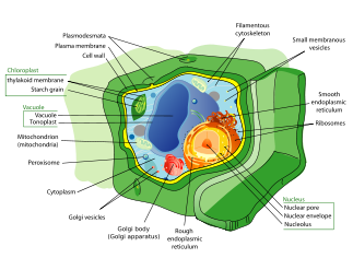 Plant cell structure