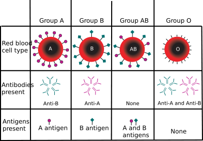 ABO blood group antigens present on red blood cells and IgM antibodies present in the serum