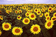 Sunflowers are the source of Sunflower oil.