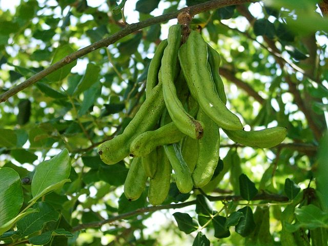 Image:Ceratonia siliqua green pods.jpg