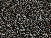 Poppy seeds, used to make poppyseed oil