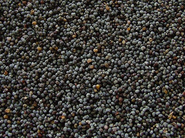 Image:Poppy seeds.jpg