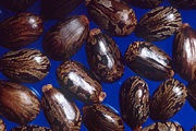 Castor beans are the source of castor oil