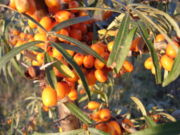 The fruit of the sea buckthorn