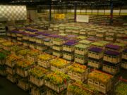 Aalsmeer Flower Auction. The largest commercial building in the world, and a centre of international flower trade.
