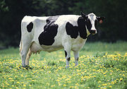 Frisian Holstein cows originated in the Netherlands, where intensive dairy farming is an important part of agriculture.