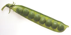 Peas are contained within a pod