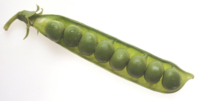 Image:NCI peas in pod.jpg