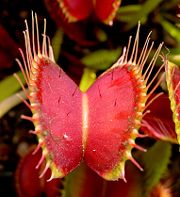 The Venus flytrap, a well known carnivorous plant