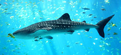 Whale shark from Taiwan in the Georgia Aquarium