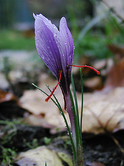 A saffron crocus flower with red stigma.