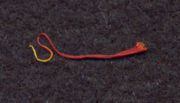 Close-up of a single crocus thread (the dried stigma). Actual length is about 20 millimeters (0.8 in).
