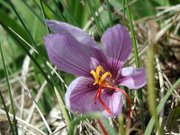 A saffron crocus flower.
