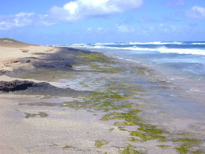 The strip of a green alga (Enteromorpha) along this shore indicates that there is a nearby source of nutrients (probably nitrates or ammonia from a small estuary).