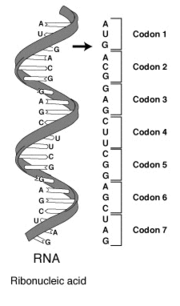 A series of codons in part of a mRNA molecule. Each codon consists of three nucleotides, representing a single amino acid.