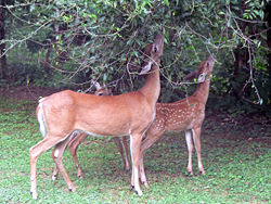 A deer and two fawns feeding on some foliage