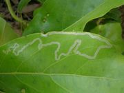 Leaf miners feed on leaf tissue between the epidermal layers, leaving visible trails