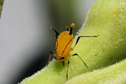 Aphids are fluid feeders on plant sap.