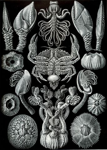 Image:Haeckel Cirripedia.jpg