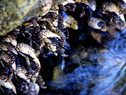 Goose Neck Barnacle