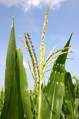 Image:Corntassel 7095.jpg