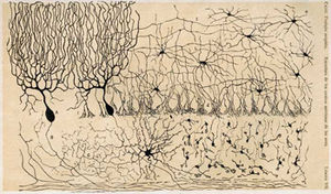 Figure 2: Drawing of the cells in the chicken cerebellum by S. Ramón y Cajal.