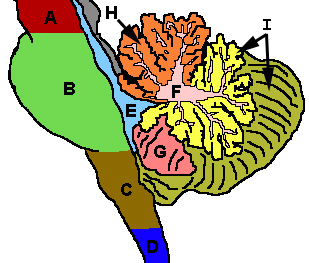 Figure 3: Cerebellum and surrounding regions; sagittal view of one hemisphere. A: Midbrain. B: Pons. C: Medulla. D: Spinal cord. E: Fourth ventricle. F: Arbor vitae. G: Tonsil. H: Anterior lobe. I: Posterior lobe.