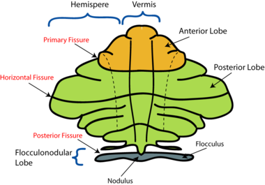 Figure 4: Schematic representation of the major anatomical subdivisions of the cerebellum. Superior view of an "unrolled" cerebellum, placing the vermis in one plane.