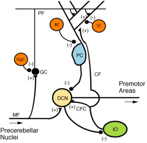 Figure 5: Microcircuitry of the cerebellum. Excitatory synapses are denoted by (+) and inhibitory synapses by (-). MF:  Mossy fiber. DCN: Deep cerebellar nuclei. IO: Inferior olive. CF: Climbing fiber. GC: Granule cell. PF: Parallel fiber. PC: Purkinje cell. GgC: Golgi cell. SC: Stellate cell. BC: Basket cell.