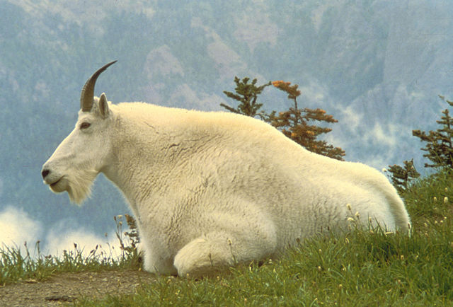 Image:Mountain Goat USFWS.jpg