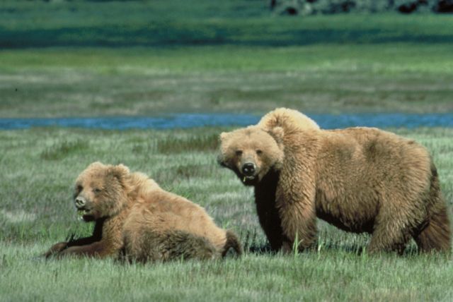 Image:Grizzlybears ChrisServheenUSFWS.jpg