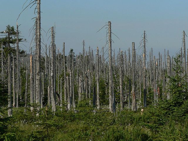 Image:Acid rain woods1.JPG