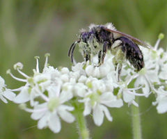 female Andrena sp.