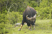 A bull Gaur at Bandipur National Park, South India